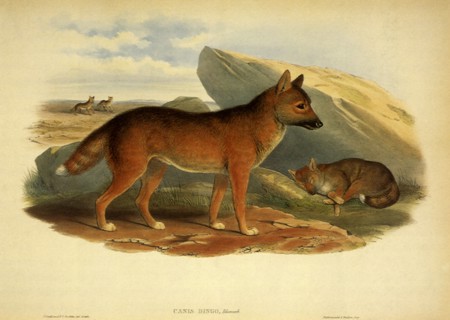 Dingo, Canis familiaris