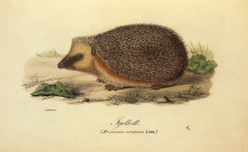 Hedgehog, Erinaceus europaeus