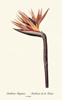Strelitzia Reginae, Strelitzia de la Reine
