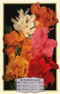 Cannas