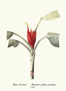 Musa Coccinea, Bananier à fleurs écarlates