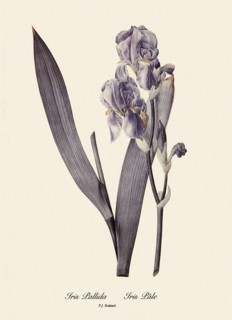 Iris Pallida, Iris Pâle