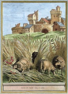 Grazing Sheep