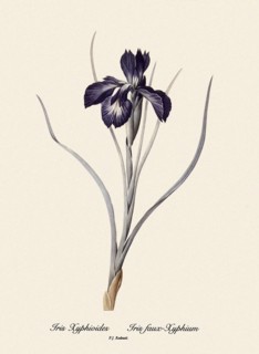 Iris Xyphioides, Iris faux-Xyphium
