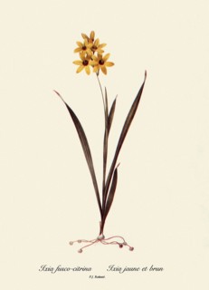 Ixia fusco-citrina, Ixia jaune et brun