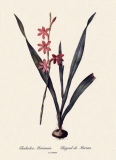 Gladiolos Merianus, Glayeul de Merian