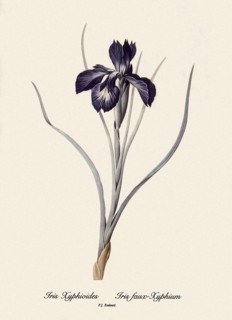 Fritillaria Persica, Fritillaire de Perse