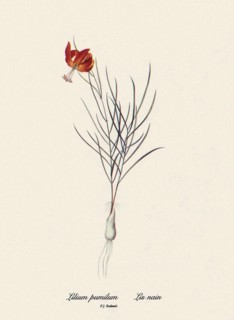 Lilium pumilum, Lis nain