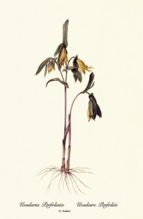 Uvularia Perfoliata, Uvulaire Perfoliée
