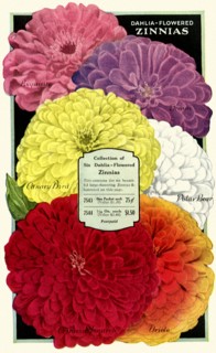 Dahlia-Flowered Zinnias