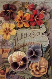 Pansies.