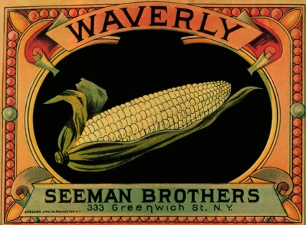 Sweet Corn.