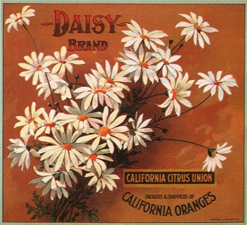 Daisies on Orange.