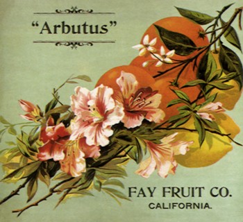 Flowers and Fruit.