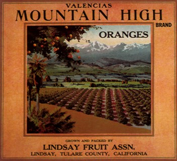 Orange Groves.