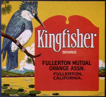 Kingfisher.