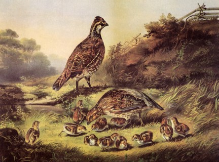 Birds and Chicks.