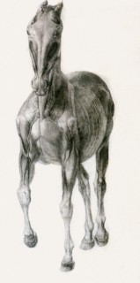 Finished Study for the Seventh Anatomical Table.