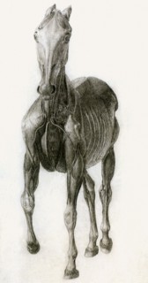 Finished Study for the Eighth Anatomical Table.