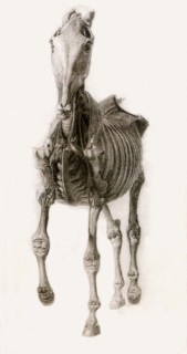 Finished Study for the Tenth Anatomical Table.