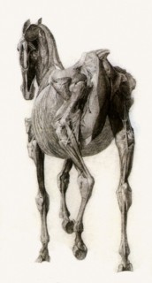 Finished Study for the Fourteenth Anatomical Table.