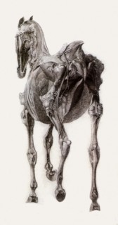 Finished Study for the Fifteenth Anatomical Table.