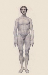 Human Being, Anterior View, Undissected.