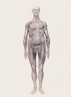Human Being, Anterior View.