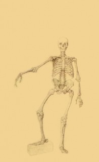 Human Skeleton, Anterior View, Right Arm Outstretched.