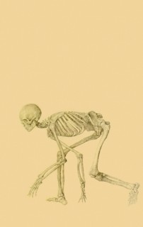 Human Skeleton, Lateral View, in Crawling Posture.