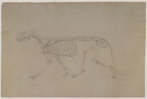 Tiger Skeleton, Lateral View, in Walking Posture.