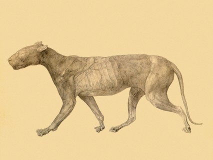 Tiger, Lateral View, with Skin and Tissue Removed.