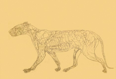 Tiger, Lateral View: Subcutaneaus Blood Supply.