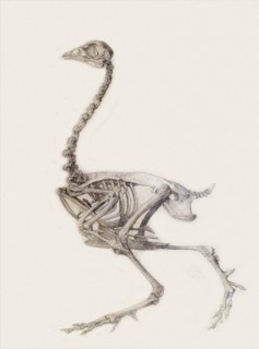 Fowl Skeleton, Lateral View.