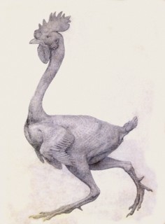 Fowl, Lateral View, with Most Feathers Removed.