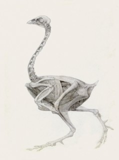 Fowl, Lateral View, Deeply Dissected.