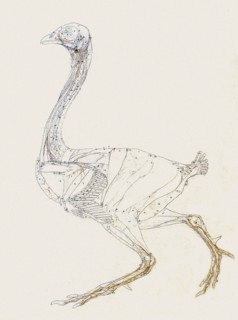 Fowl Skeleton, Lateral View Numbered and Lettered.