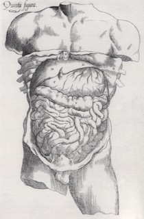 The Anatomical Revelations of Vesaluis.