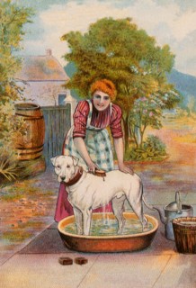 Woman gives Dog a Bath.