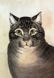The Favorite Cat.