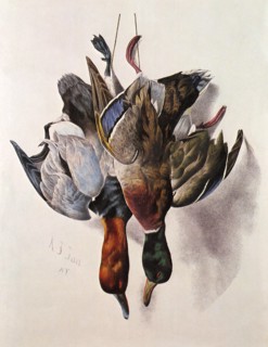 Mallard and Canvas Back Ducks.