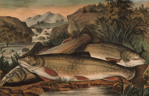 Brook Trout - Just Caught.