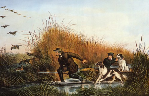 Wild Duck Shooting.
