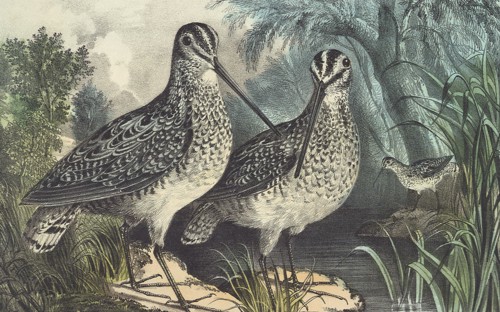 English Snipe.