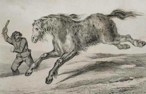 Siberian horse with winter coat