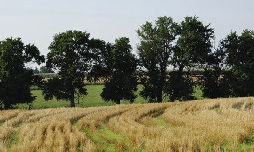 Cereal crop field