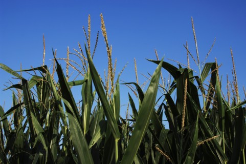 Corn growing field