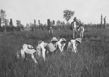 mondine dans la vallée du Pô, 1900