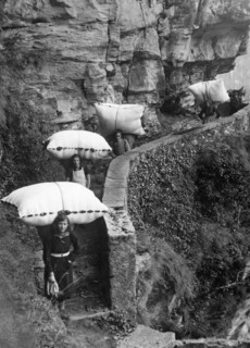 italy, piemonte, val d'ossola, varzo, women carrying leaves of beech on shoulders, 30's