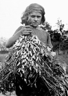 coltivazioni arachidi, 1920-1930